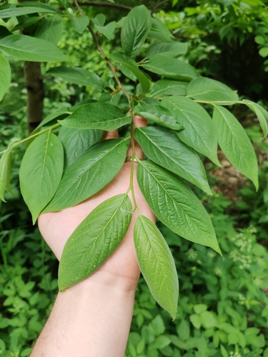 Diospyros lotus