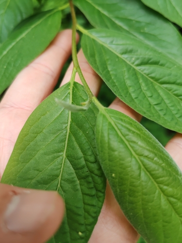 Diospyros lotus