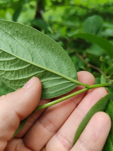 Diospyros lotus