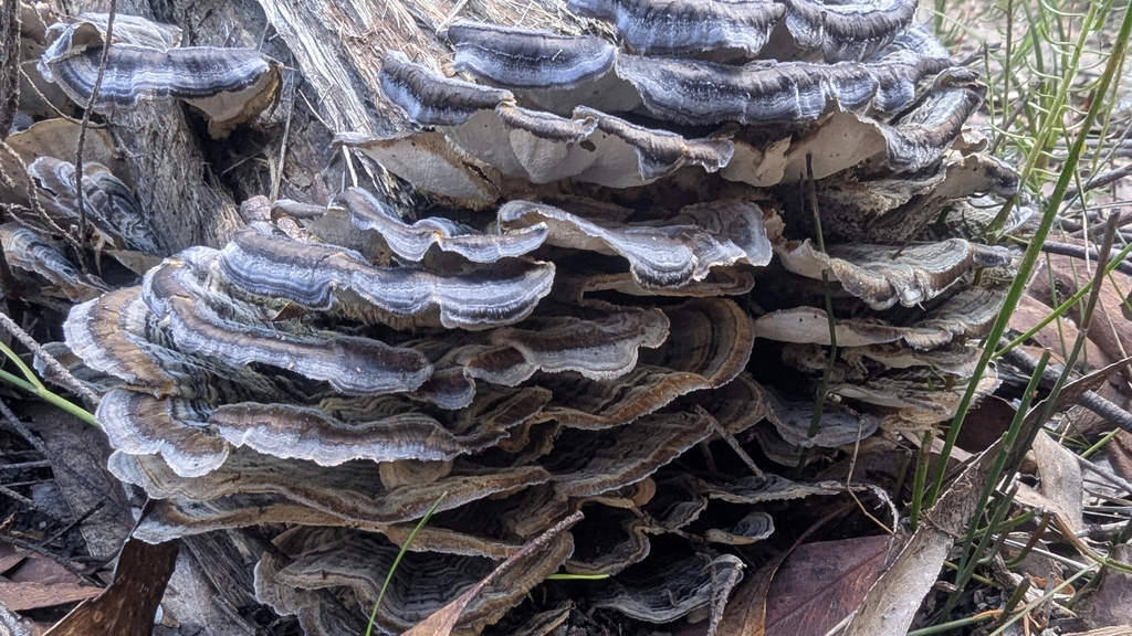 Trametes versicolor · April 2025 · photo: © a_teitzel (iNaturalist, cc-by)