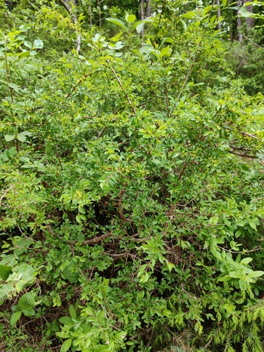 Image of Rhamnus saxatilis by (c) Ljaž, some rights reserved (CC BY)