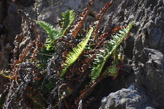 Polystichum imbricans