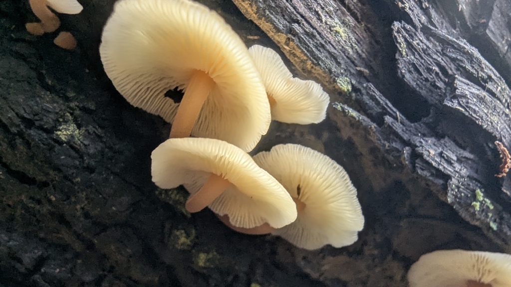 Rhodocollybia eucalyptorum · April 2025 · photo: © a_teitzel (iNaturalist, cc-by)