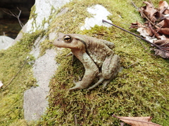 Japanese Stream Toad photo 3