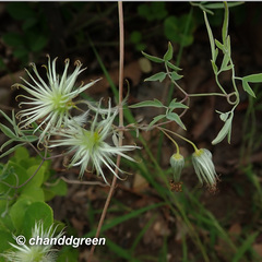 Clematis intricata