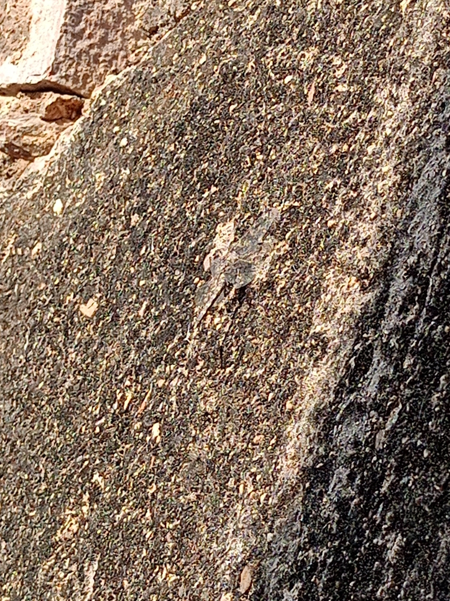 Indian Rockdweller