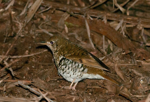 Russet-tailed Thrush (Zoothera heinei), photo 8