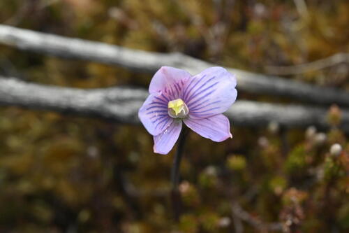 Image of Thelymitra cyanea by (c) Saryu Mae 前 朝琉, some rights reserved (CC BY)