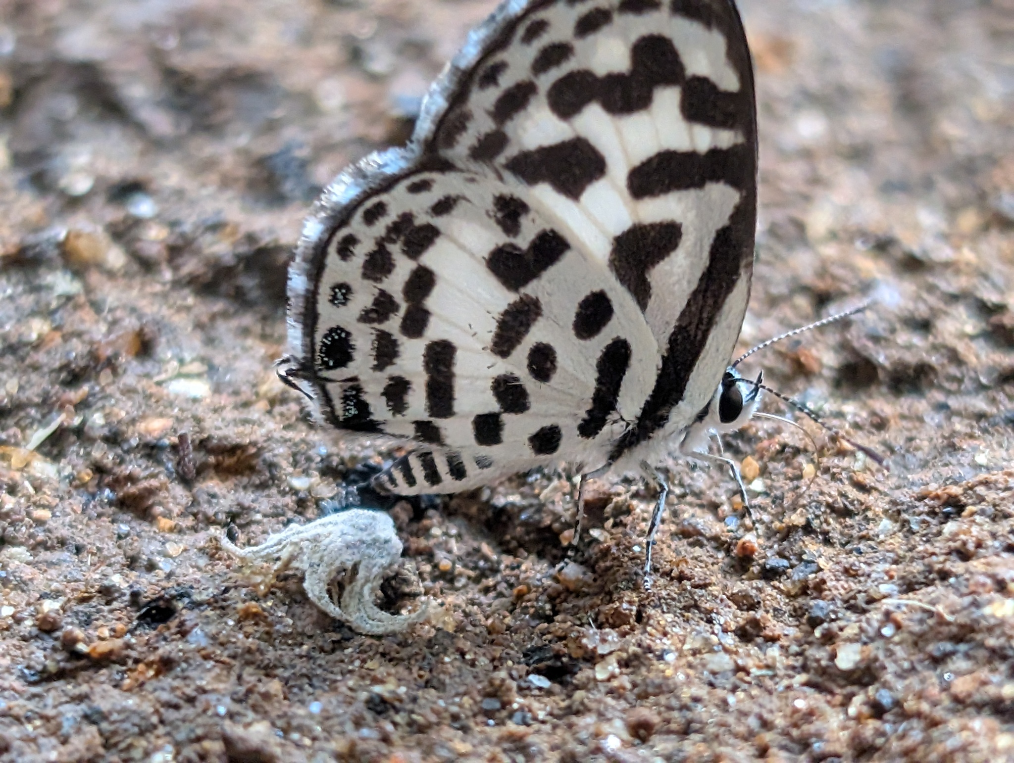 Common Pierrot