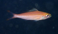 Pterocaesio digramma