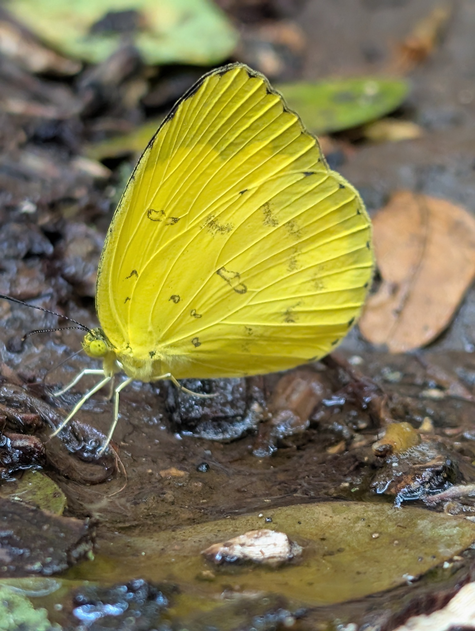 Three-Spot Grass Yellow