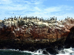 Leucocarbo bougainvillii