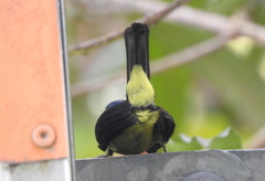 Chalcoparia singalensis