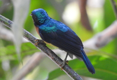 Chalcoparia singalensis