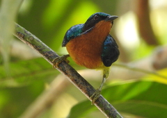 Chalcoparia singalensis