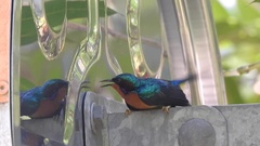 Chalcoparia singalensis