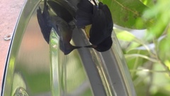 Chalcoparia singalensis