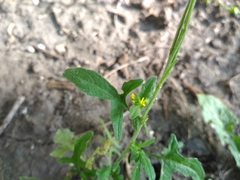 Sisymbrium officinale