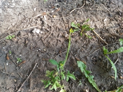 Sisymbrium officinale