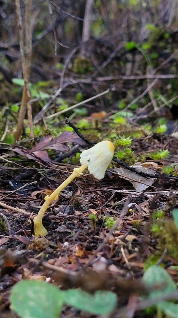 Leucocoprinus fragilissimus · May 2025 · photo: © s83482 (iNaturalist, cc-by)