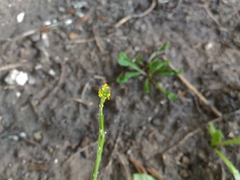 Sisymbrium officinale