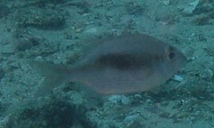 Gymnocranius audleyi