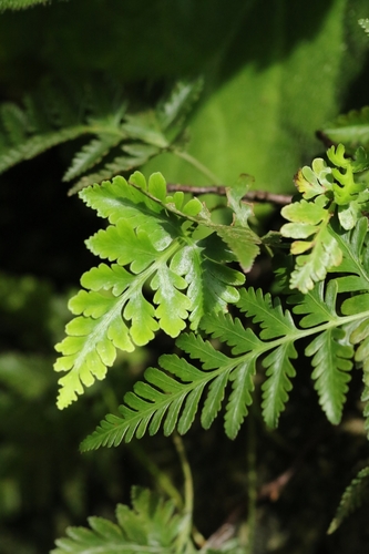 Image of Davallia repens by no rights reserved
