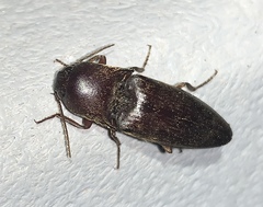 Diplostethus opacicollis