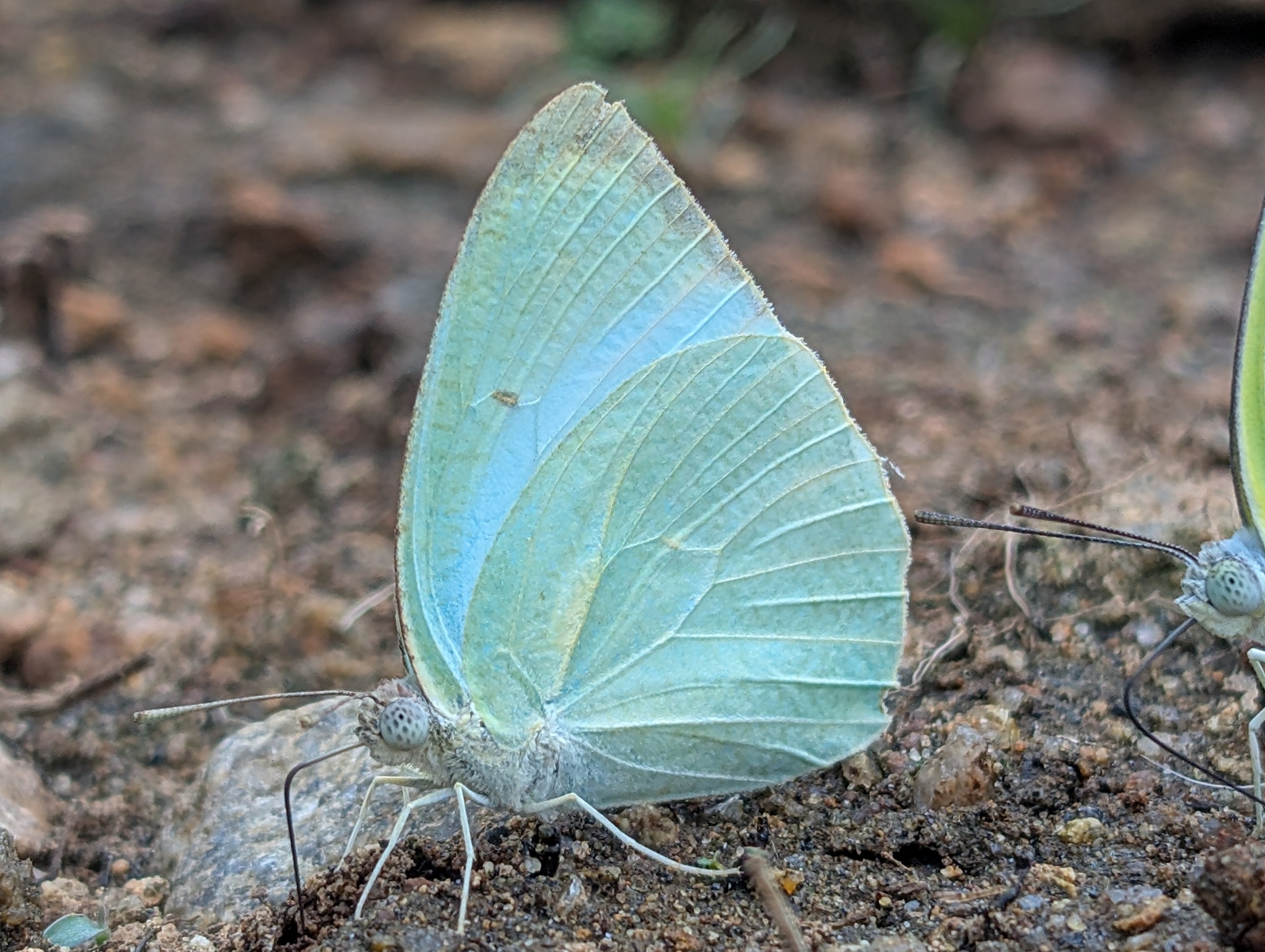 Mottled Emigrant