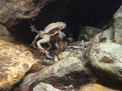 Japanese Stream Toad photo 2
