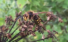 Vespa crabro