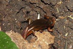 Scincella melanosticta