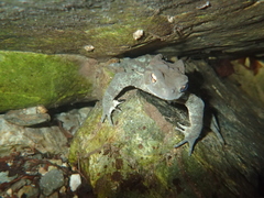 Japanese Stream Toad photo 1