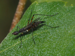 Micropeza corrigiolata
