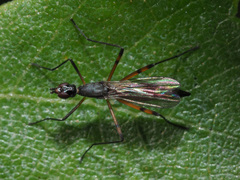 Micropeza corrigiolata
