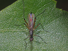 Micropeza corrigiolata