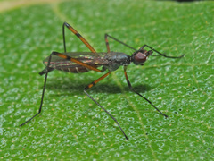 Micropeza corrigiolata