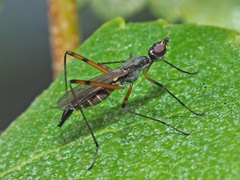 Micropeza corrigiolata