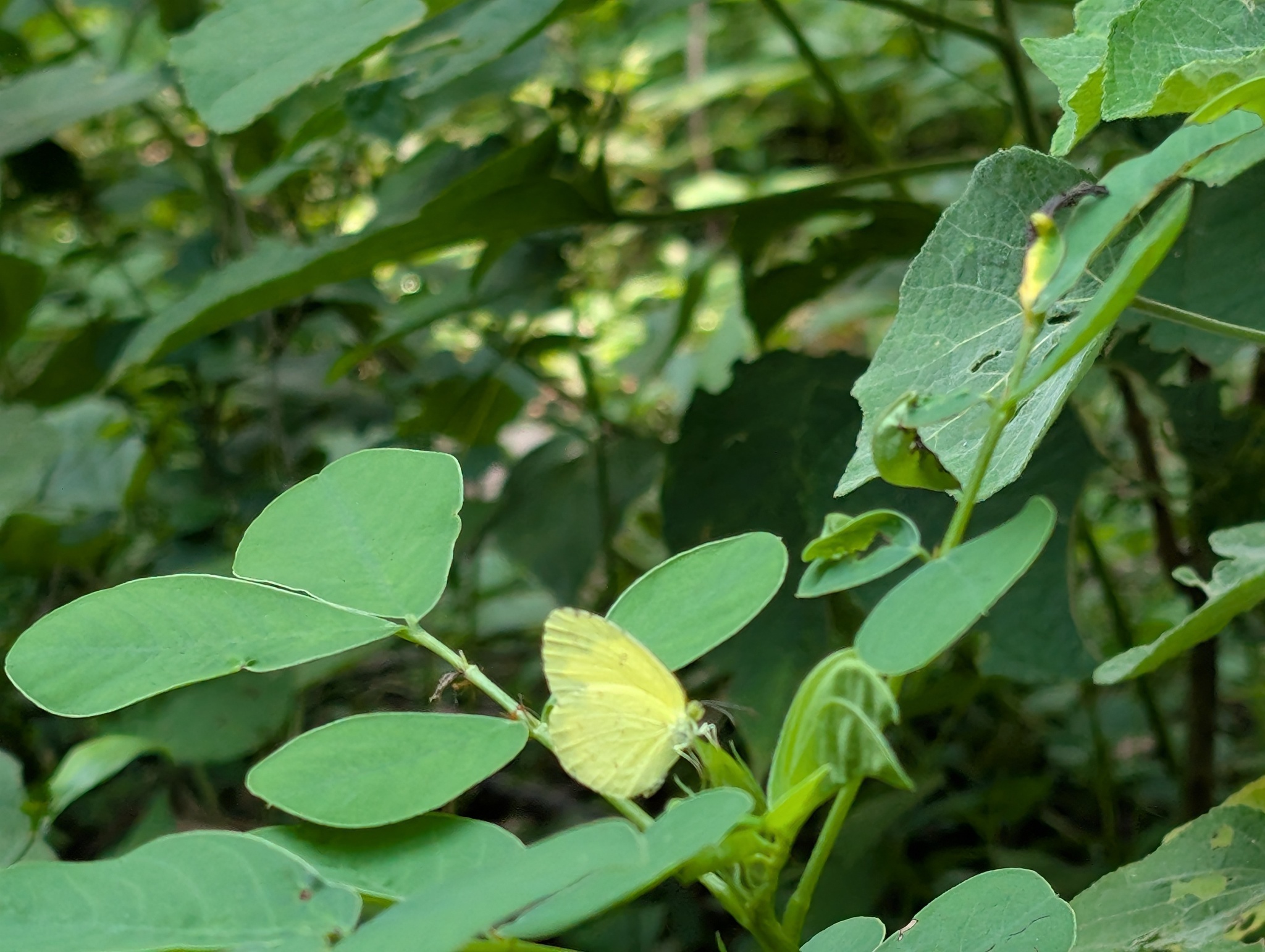 Common Grass Yellow
