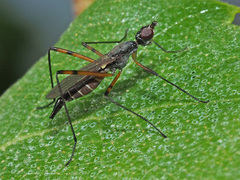 Micropeza corrigiolata