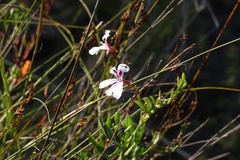 Pelargonium laevigatum