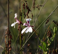 Pelargonium laevigatum