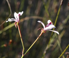 Pelargonium laevigatum