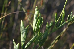 Pelargonium laevigatum