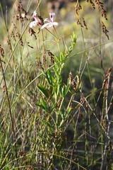 Pelargonium laevigatum