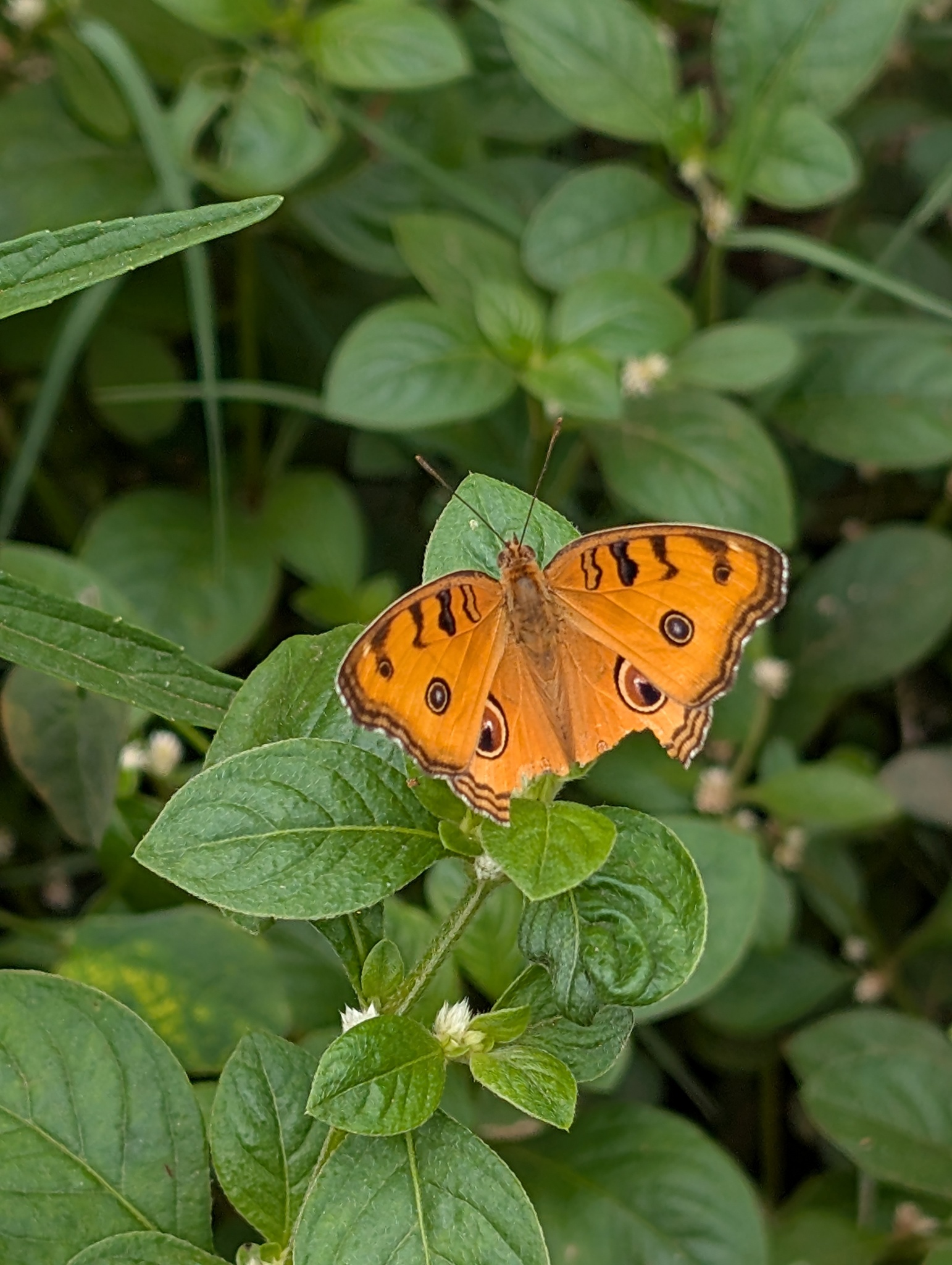Peacock Pansy