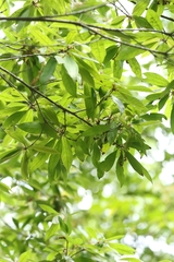 Cyclobalanopsis hui (Cyclobalanopsis hui)