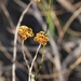 Helichrysum anomalum - Photo (c) Sandra Falanga, algunos derechos reservados (CC BY-NC), subido por Sandra Falanga