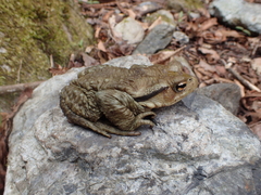 Japanese Stream Toad photo 5