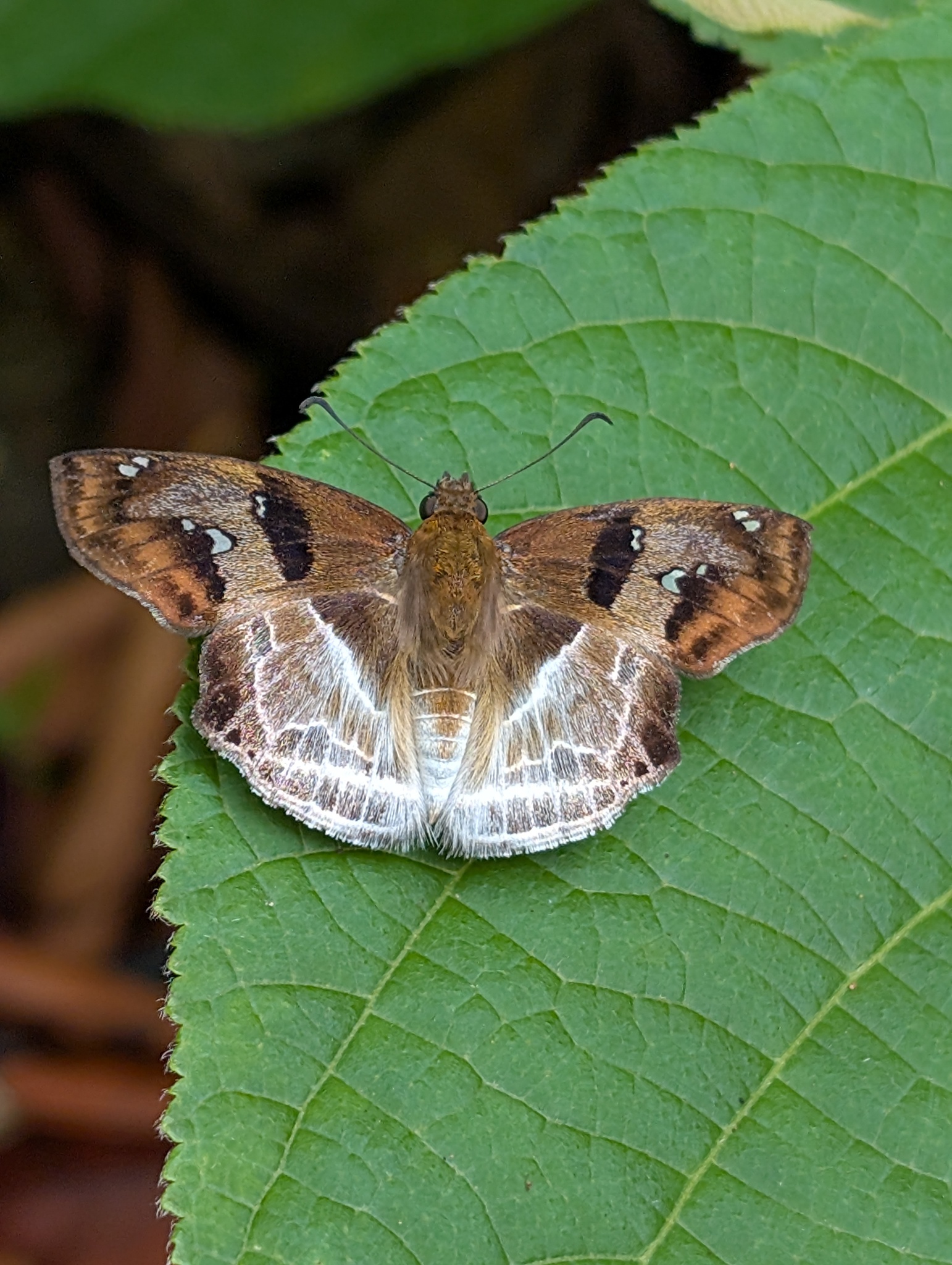 Chestnut Angle